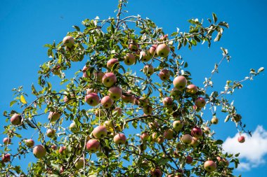 Gün batımında karahindiba. Batan güneşin arka planında bir karahindibanın yapısı görülebilir..