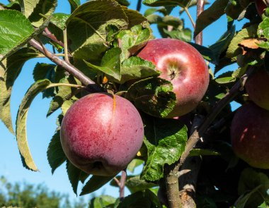 Gün batımında karahindiba. Batan güneşin arka planında bir karahindibanın yapısı görülebilir..