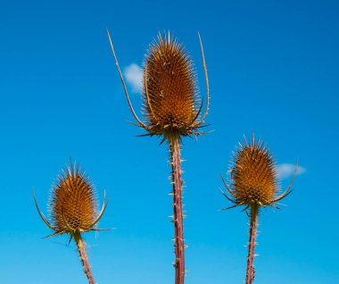 Gün batımında karahindiba. Batan güneşin arka planında bir karahindibanın yapısı görülebilir..