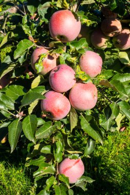 Gün batımında karahindiba. Batan güneşin arka planında bir karahindibanın yapısı görülebilir..