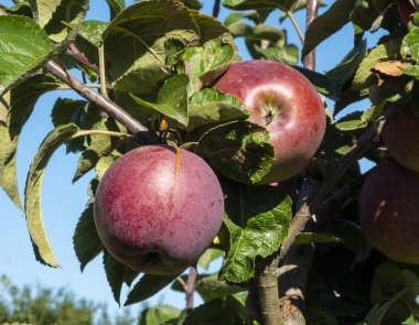 Elmaların olgunlaşması. Ağaçta sallanan elmalar kırmızıya döner ve meyve suyuyla dolar..