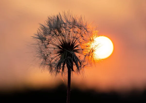 Dente Leão Pôr Sol Contra Fundo Sol Poente Estrutura Dente — Fotografia de Stock