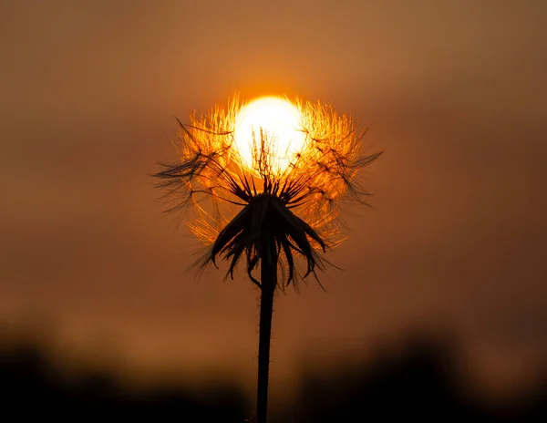 Одуванчик Закате Фоне Заходящего Солнца Видна Структура Одуванчика — стоковое фото