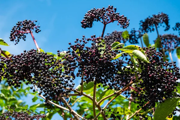 Bunch of black elderberries, Sambucus nigra. Elderberry (Sambucus) is a genus of flowering plants in the Adoxaceae family. It is used in alternative medicine as a strengthening of the immune system, for weight loss, lowering blood pressure.