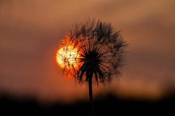 Dandelion Saat Matahari Terbenam Terhadap Latar Belakang Matahari Terbenam Struktur — Stok Foto