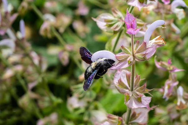 Purple carpenter bee or purple carpenter bumblebee. Xylocopa violacea. This is a species of solitary bees of the Apidae family. A large solitary insect, one of the species of the Palearctic subgenus Xylocopa of the genus Xylocopa