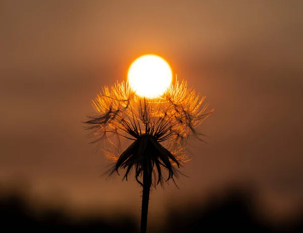 Солнце Садится Одуванчик Создает Впечатление Присутствия Двух Объектов Солнца Одуванчика — стоковое фото