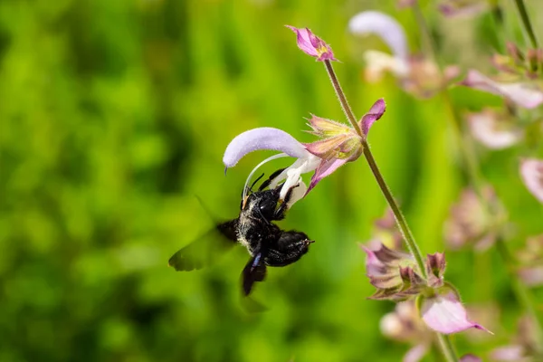 Detta Art Ensamma Bin Familjen Apidae Stor Ensam Insekt Arterna — Stockfoto