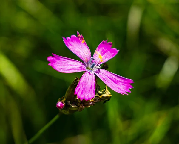 Ängblomma Silene Steris Viscaria Hösten Detta Sista Blommorna Som Blir — Stockfoto