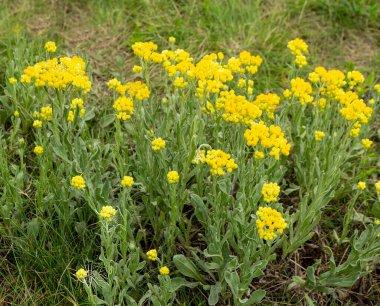 Sandy Immortelle, Tsmin Sandy veya Straw 
