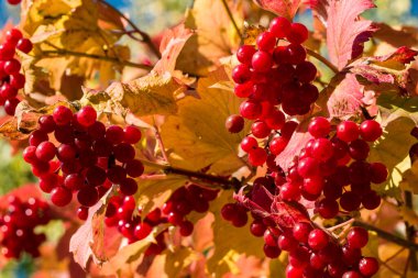 Viburum meyveleri sabah güneşinde