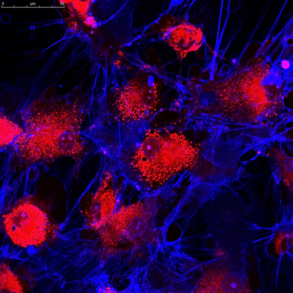 Mesenchymal stem cells labeled with fluorescent molecules