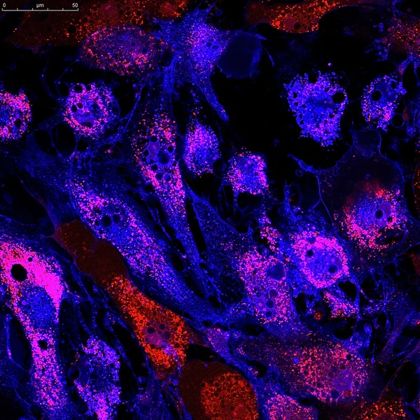 Cellules souches mésenchymateuses marquées avec des molécules fluorescentes — Photo