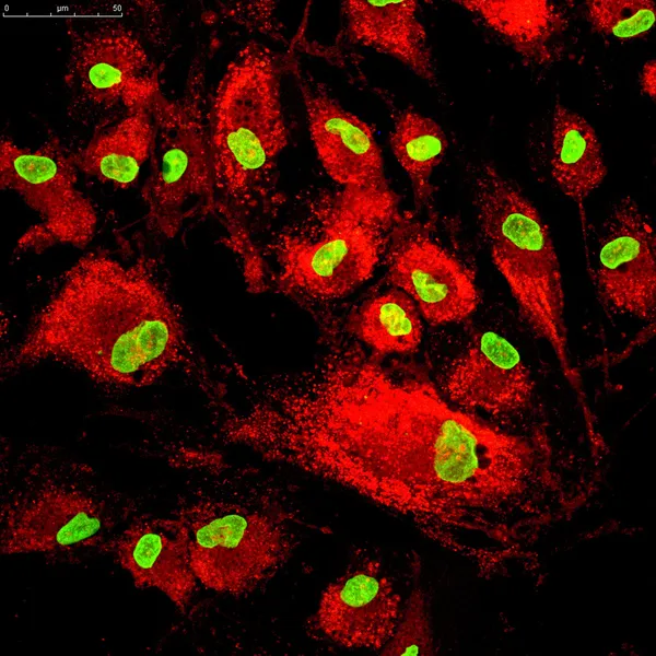 Mezenchymalnych komórek macierzystych naklejona etykietka rezygnować fluorescencji molekuł — Zdjęcie stockowe