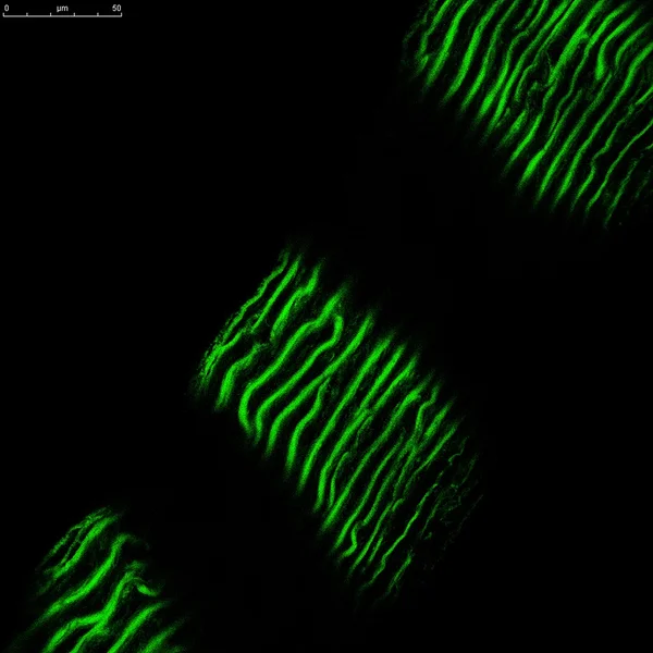 Hjärtmuskulatur märkt med grönt fluorescerande färgämne — Stockfoto