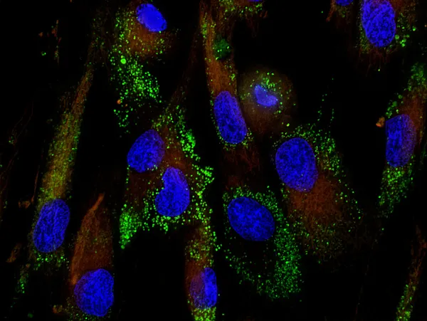 Células estaminais mesenquimais marcadas com moléculas fluorescentes — Fotografia de Stock