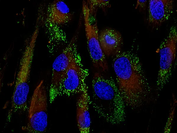 Cellule staminali mesenchimali etichettate con molecole fluorescenti — Foto Stock