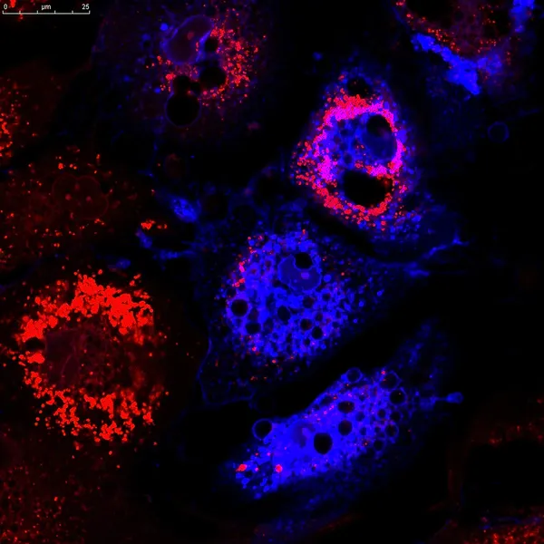 Cellule staminali mesenchimali etichettate con molecole fluorescenti — Foto Stock