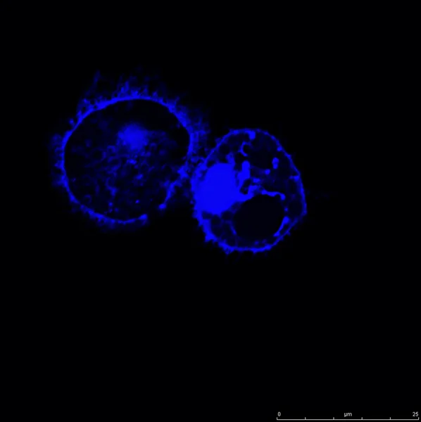 dendritik hücreleri floresan boyalar ile Etiketlenmiş