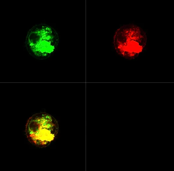 Células dendríticas etiquetadas con colorantes fluorescentes — Foto de Stock