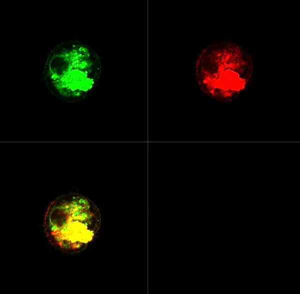 Cellules dendritiques marquées avec des colorants fluorescents — Photo