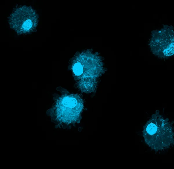 Dendritické buňky označené s fluorescenční — Stock fotografie