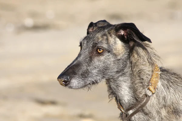 Hund på en strand — Stockfoto