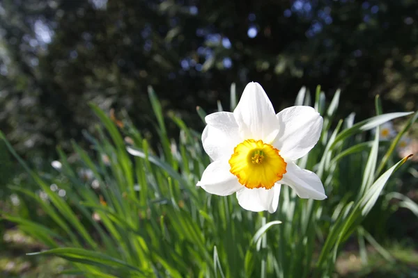 Ενιαία daffodil σε ένα πεδίο — Φωτογραφία Αρχείου