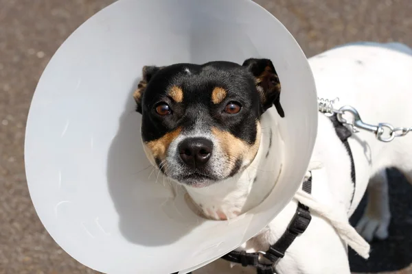 Piccolo cane che indossa un cono — Foto Stock