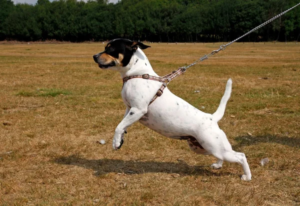 Pequeño perro tirando de una pista —  Fotos de Stock