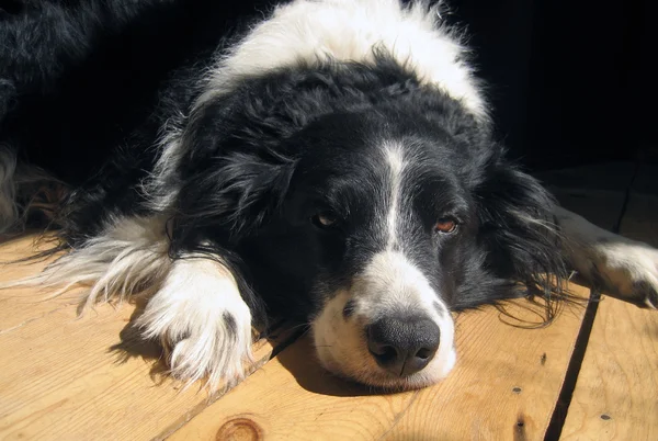 Pes leží na dřevěné podlaze — Stock fotografie