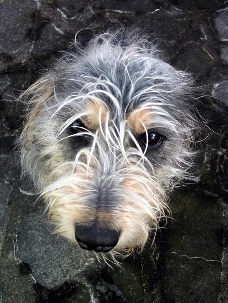 Avvicinamento della testa di un cane — Foto Stock