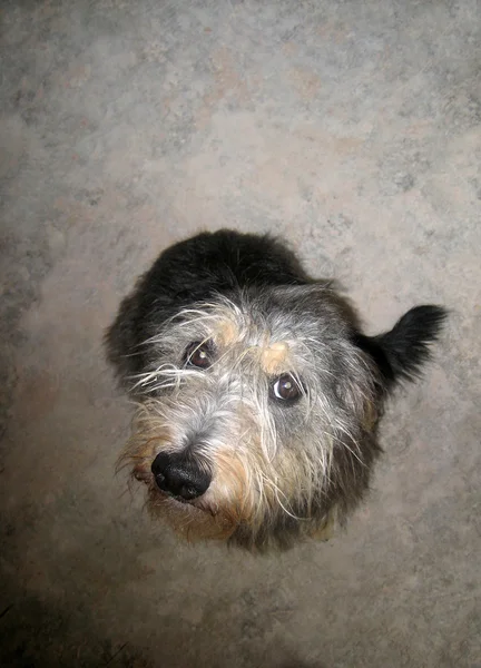 Hund schaut auf, Weitwinkel — Stockfoto