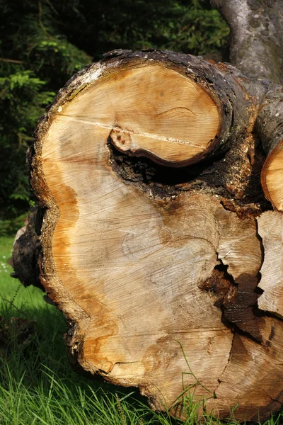 Old felled tree — Stock Photo, Image