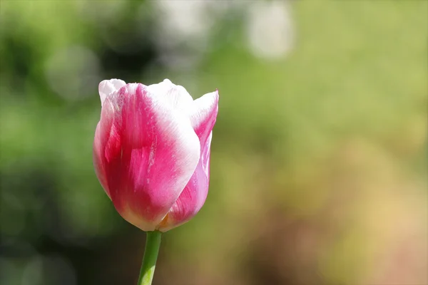 Ροζ λουλούδι σε πράσινο φόντο — Φωτογραφία Αρχείου