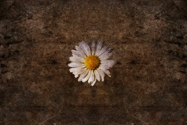 棕色背景上的 grunge 雏菊 — 图库照片