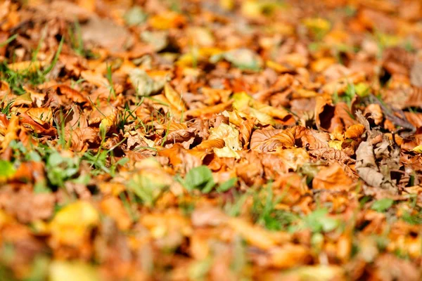 Χρυσή καφέ Φθινοπωρινά φύλλα φόντο — Φωτογραφία Αρχείου