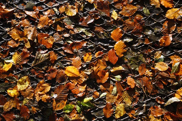 Autumn listowie na siatce metalowe — Zdjęcie stockowe