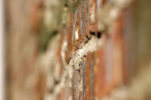 Old brick wall, selective focus — Stock Photo, Image