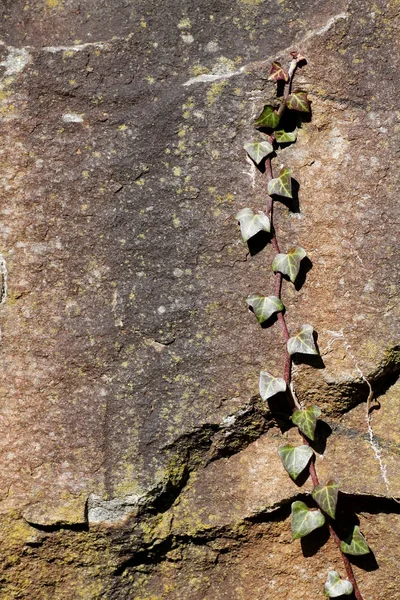 Rock ve Ivy doku arka plan — Stok fotoğraf