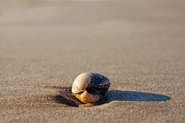 Close-up of a shell on a beach — Stock Photo, Image