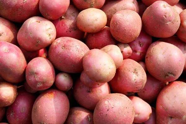 Organic potatoes — Stock Photo, Image