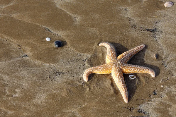 Starfish on a sandy beach — Stock Photo, Image