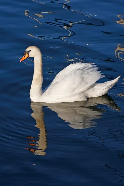 White swan — Stock Photo, Image