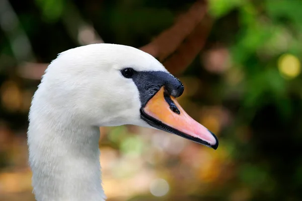 Swans head in profile — Stock Photo, Image