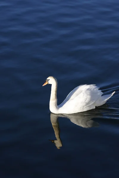 Cisne blanco —  Fotos de Stock