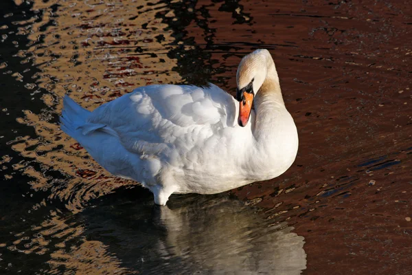 Cisne blanco preening —  Fotos de Stock