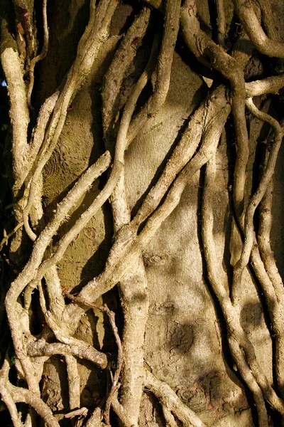 Виноград, растущий вокруг старого дерева — стоковое фото