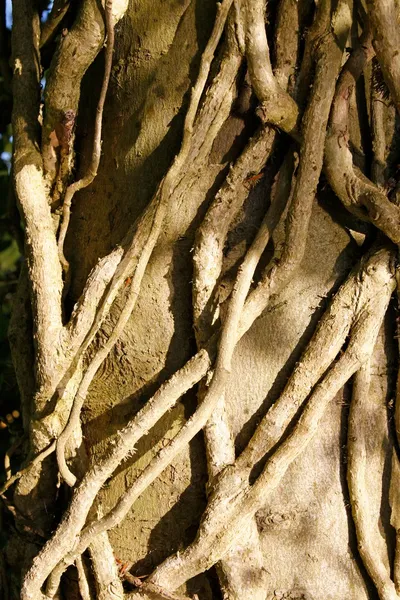 Vine tumbuh di sekitar pohon tua — Stok Foto