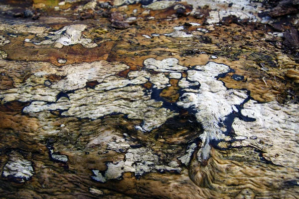 Tree bark pattern and texture — Stock Photo, Image